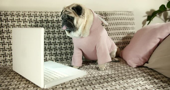 Cute funny pug dog using laptop. Sitting on couch. Using artificial intelligence on laptop. Smart pet using laptop ai chat. Funny dog laptop concept. watching intersting content on notebook. Cozy home