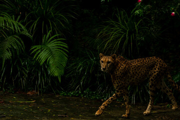 Cheetah Male walking along the riverbed