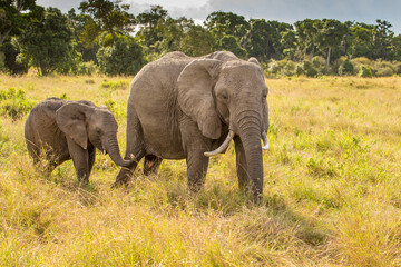 Fototapeta na wymiar The African elephant (Loxodonta africana) is a mammal of the order Proboscidea. It is the largest land mammal.