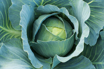 Close-up of a head of cabbage in the garden.