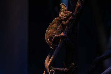 Chameleon Furcifer pardalis Ambolobe 2 years old, Madagascar endemic