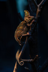 Lizard,dragon , Chameleon , Blue-crested Lizard , Indo-Chinese Forest Lizard