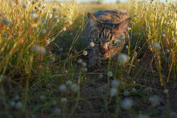 Tabby exploring nature in a field with grass flowers