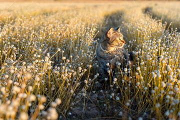 Tabby exploring nature in a field with grass flowers