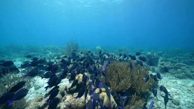 School of Blue Tang Surgeonfish in the Caribbean Sea