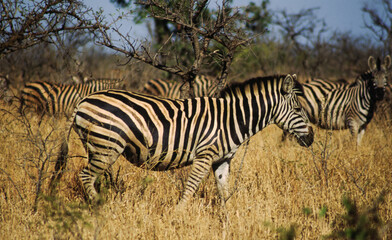 Zebras are easily recognised by their bold black-and-white striping patterns. The coat appears to be white with black stripes, as indicated by the belly and legs when unstriped, but the skin is black.
