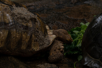 Sulcata tortoise eating leaves in close up shot
