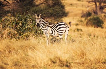 Zebras are easily recognised by their bold black-and-white striping patterns. The coat appears to be white with black stripes, as indicated by the belly and legs when unstriped, but the skin is black.