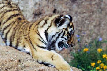 Tiger cubs are born blind and are completely dependent on their mother. Newborn tiger cubs weigh between 1.75 to 3.5 lbs. The tiger cubs' eyes will open sometime between six to twelve days.