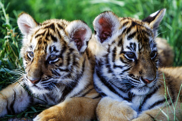 Tiger cubs are born blind and are completely dependent on their mother. Newborn tiger cubs weigh...
