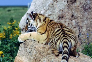 Tiger cubs are born blind and are completely dependent on their mother. Newborn tiger cubs weigh between 1.75 to 3.5 lbs. The tiger cubs' eyes will open sometime between six to twelve days.