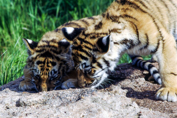 Tiger cubs are born blind and are completely dependent on their mother. Newborn tiger cubs weigh between 1.75 to 3.5 lbs. The tiger cubs' eyes will open sometime between six to twelve days.
