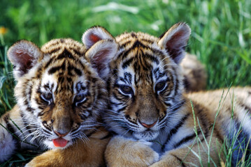 Tiger cubs are born blind and are completely dependent on their mother. Newborn tiger cubs weigh between 1.75 to 3.5 lbs. The tiger cubs' eyes will open sometime between six to twelve days.