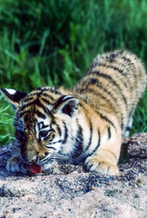 Tiger cubs are born blind and are completely dependent on their mother. Newborn tiger cubs weigh between 1.75 to 3.5 lbs. The tiger cubs' eyes will open sometime between six to twelve days.