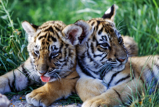 Tiger cubs are born blind and are completely dependent on their mother. Newborn tiger cubs weigh between 1.75 to 3.5 lbs. The tiger cubs' eyes will open sometime between six to twelve days.