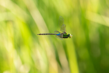 ギンヤンマの飛翔 © TETSUYA