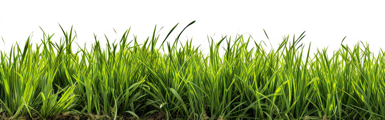 Grass in high definition isolated on a white background.