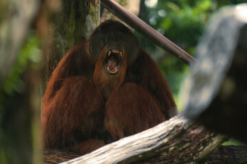 Bornean orangutan Pongo pygmaeus with its mouth open