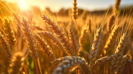 Embracing the Beauty of a Wheat Field - A Serene Landscape Bathed in Sunlight and the Promise of Harvest