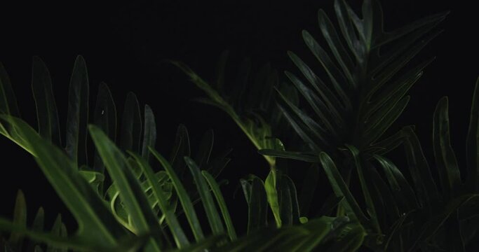 Close-up tropical plant in the dark.