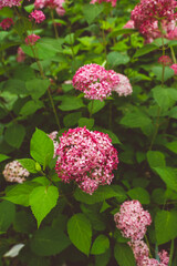Fototapeta premium Blooming pink hydrangea 