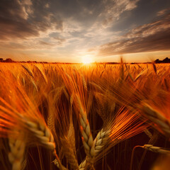 Embracing the Beauty of a Wheat Field - A Serene Landscape Bathed in Sunlight and the Promise of Harvest
