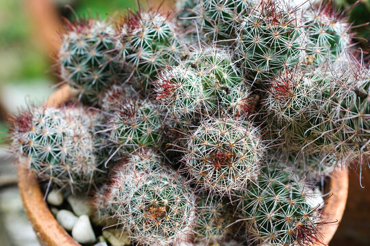 Cactus in a pot with nature background. Group of Mammillaria beneckei.