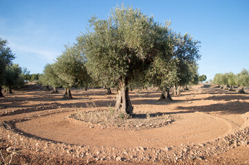 Olivar con olivos centenarios