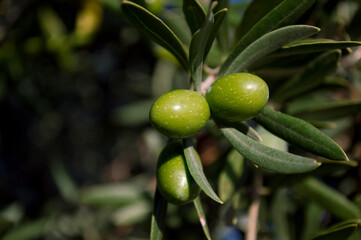 Aceitunas madurando en olivar centenario fuente de aceite de oliva virgen extra