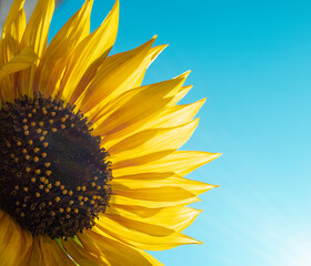 Sunflower Over Blue Sky. Summer Background, Sunlight