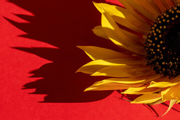 Sunflower on a Red Background. Summer Background, Shadows From a Sunflower Flower