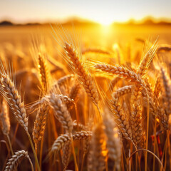 Embracing the Beauty of a Wheat Field - A Serene Landscape Bathed in Sunlight and the Promise of Harvest