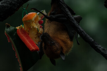 Fruit bat Megachiroptera eating an orange hanging upside down on a tree