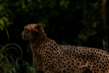 Cheetah portrait with a head on view, copy space for text
