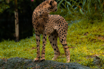 A cheetah standing alone in its natural habitat looking back, green background