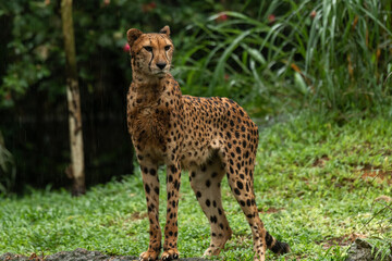 African cheetah, Masai Mara National Park, Kenya, Africa. Cat in nature