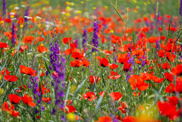 Flowers Red poppies bloom on a wild field. Beautiful field red poppies with selective focus.