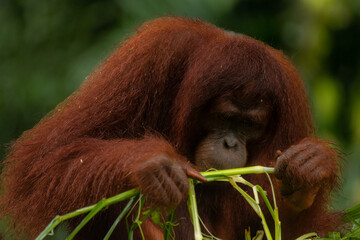 Adult orangutan smelling and eating a huge amount of the green grass