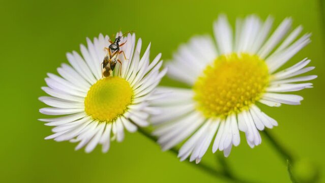 daisy with flower insects