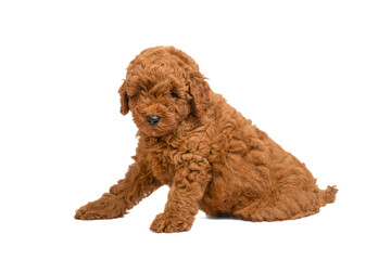 Poodle puppy looking at the camera on a white background