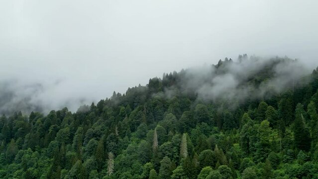 Aerial view of the forest in the fog. Rainy weather in mountains. Misty fog blowing over pine forest. Sinop, Turkey