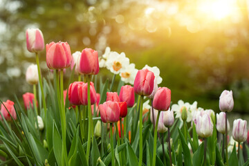 wiosenne kompozycje kwiatowe w ogrodzie, tulipany, narcyze, hiacynty, stokrotki	
