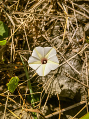 close up of a wild plant obscure morning-glory