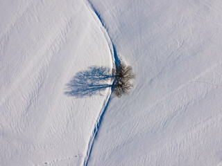 Zima i drzewo samotne - obrazy, fototapety, plakaty
