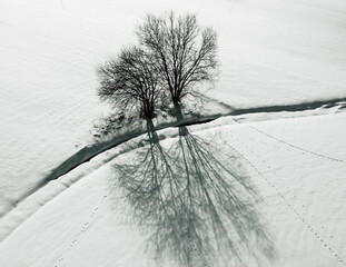 Drzewo i śnieg 