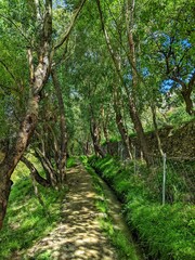 Water stream rushing through trees aisle in a village of Northern Pakistan 