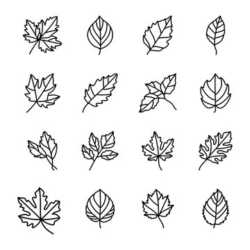 Leaf hand drawn icon vector set