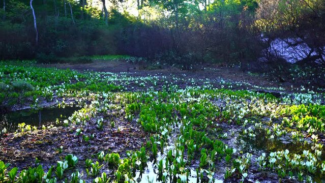 日本の長野県野々海高原の湿原に咲く水芭蕉と朝日。