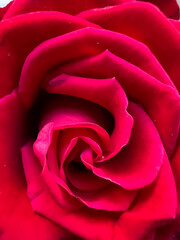 Closeup Red Baccara Rose petals,beautiful shape