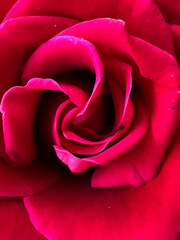 Closeup Red baccara Rose petals,beautiful shape